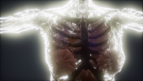 Animación-Colorida-Del-Cuerpo-Humano-Que-Muestra-Huesos-Y-órganos
